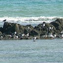 ���� ���������, ����-���������, 69 ��� - ��������� 8 ������� 2016 � ������ ���� ����������