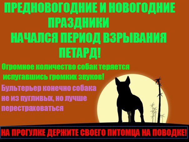 Английский бультерьер. - 26 декабря 2016 в 21:01