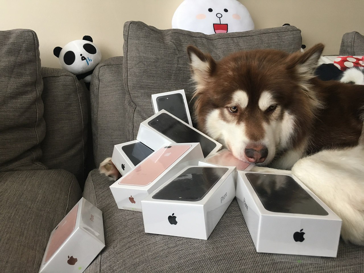      8  iPhone 7...