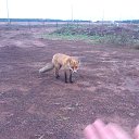  Sergei, , 63  -  26  2016    