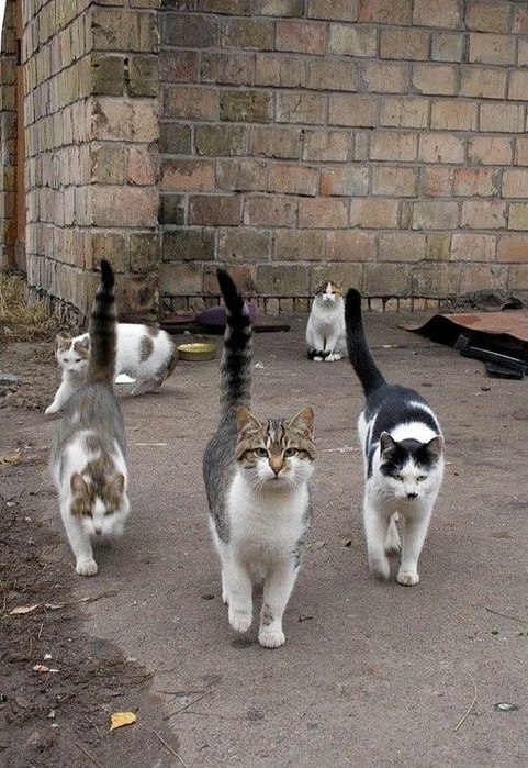 НЕ УБЕЖДАЙ, ЧТО КОШКИ - МЕЛОЧЬ.Не убеждай, что кошки -мелочь.В котах - величие своё.Не надо их по ...