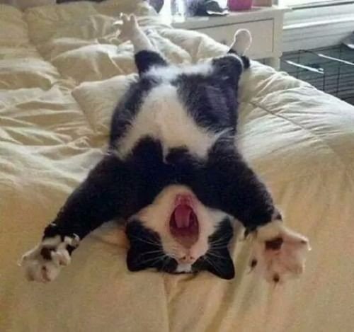 .#animal@travel.blog