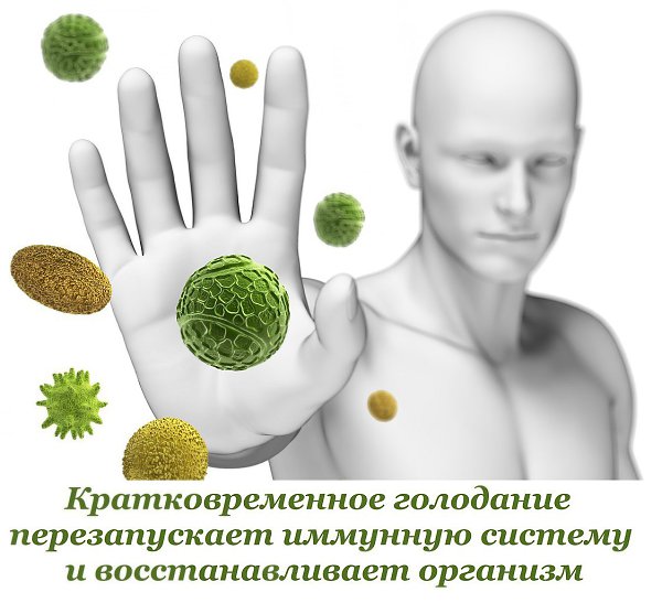 Кратковременное голодание перезапускает иммунную систему и восстанавливает организм. Постоянное ...