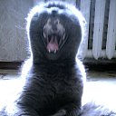  .., , 51  -  5  2016   ߻