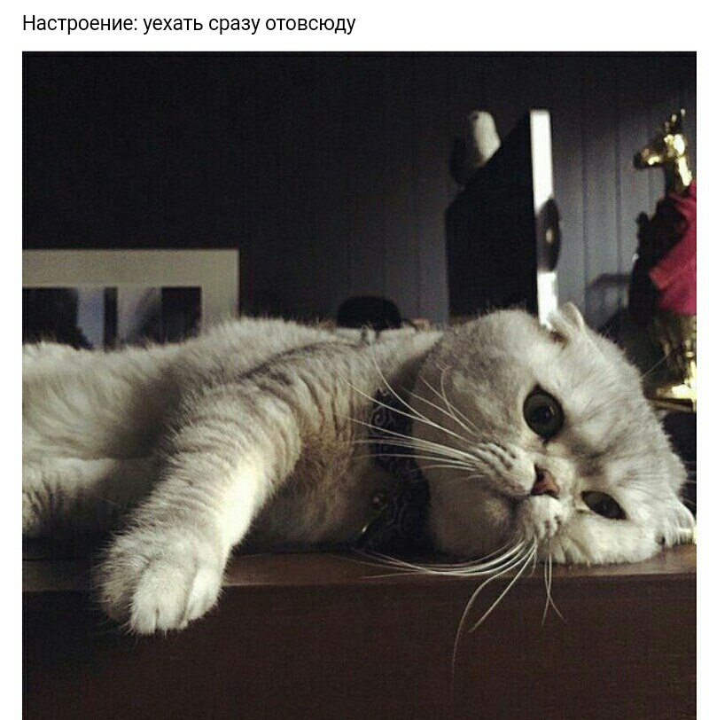   ... - 10  2017  19:32