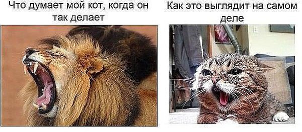 Мурка живёт в полной уверенности, что сына я родила именно ей! - 3