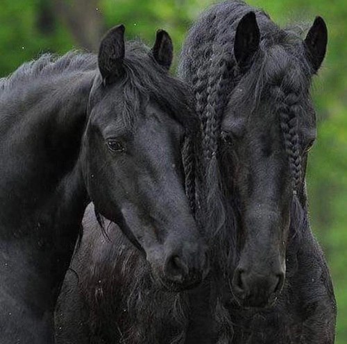 ������ � ��������.