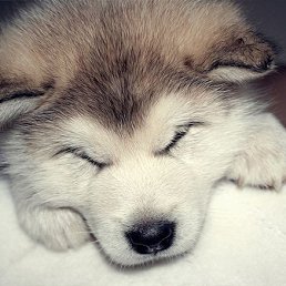 ���������, ������