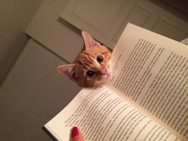         =^.^= - 3