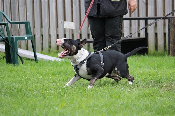 ЗКС - Защитно-караульная служба и бультерьер. ЗКС, также как и общий курс дрессировки (ОКД) ...