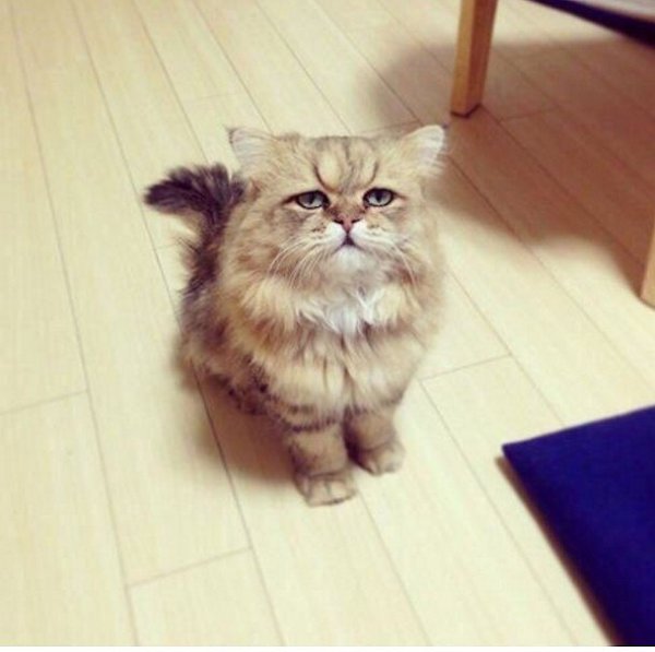 Муж оставил записку: "Не верь коту! Он ел!" А я смотрю на кота, и возникает ощущение, что ...