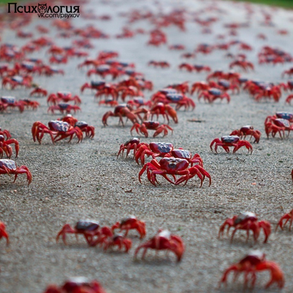 Человеческая природа.Есть такая чудесная штука, называется crab bucket theory — «теория ведра с ...