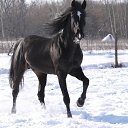   ., , 44  -  11  2016    .