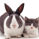 ���� ����, ����������, 49 ��� - ��������� 17 ������� 2016 � ������ ������ ��������