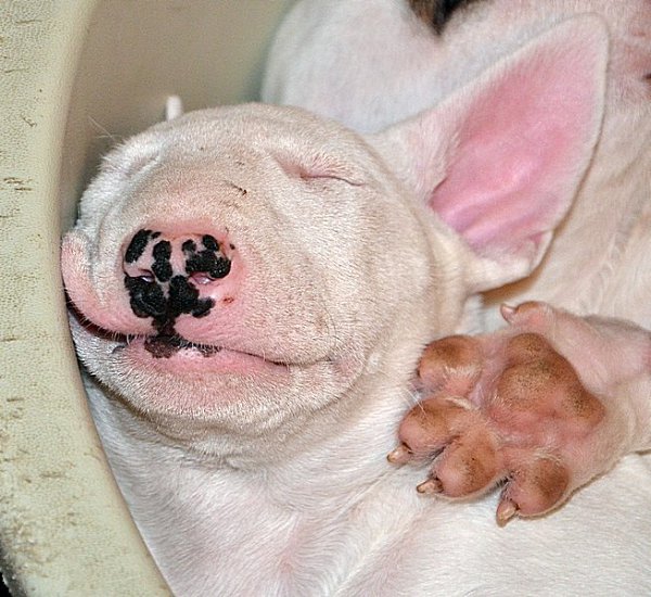 Сладких снов, друзья! (На фото Афи-Эфи Пеппи)