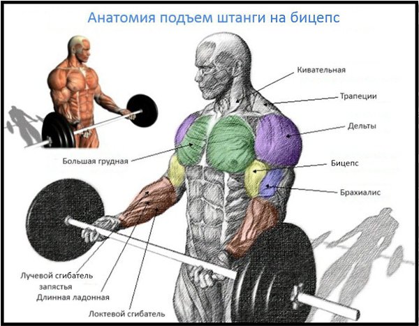 Подъем штанги на бицепс. Изучаем все тонкости и секреты. Подъем штанги на бицепс является самым ...