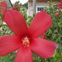 ������ ������ �� ������� ���� ����������