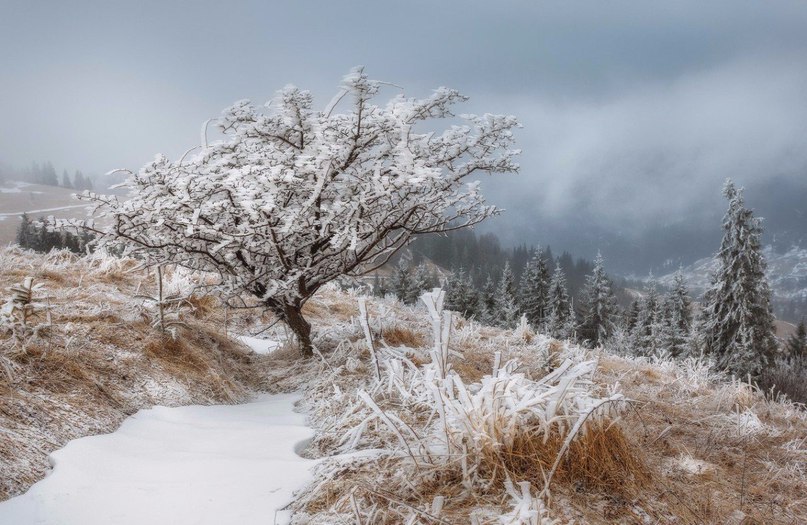 Carpathians, Ukraine - 6