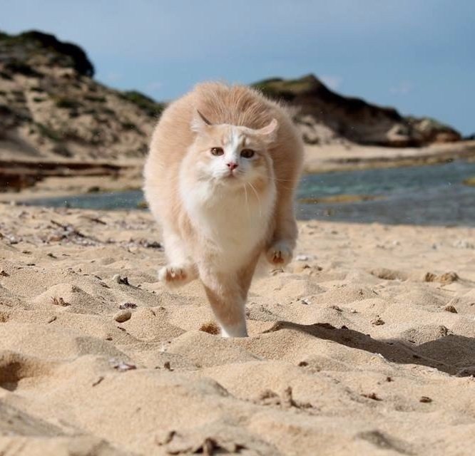  ,   : -,  , 