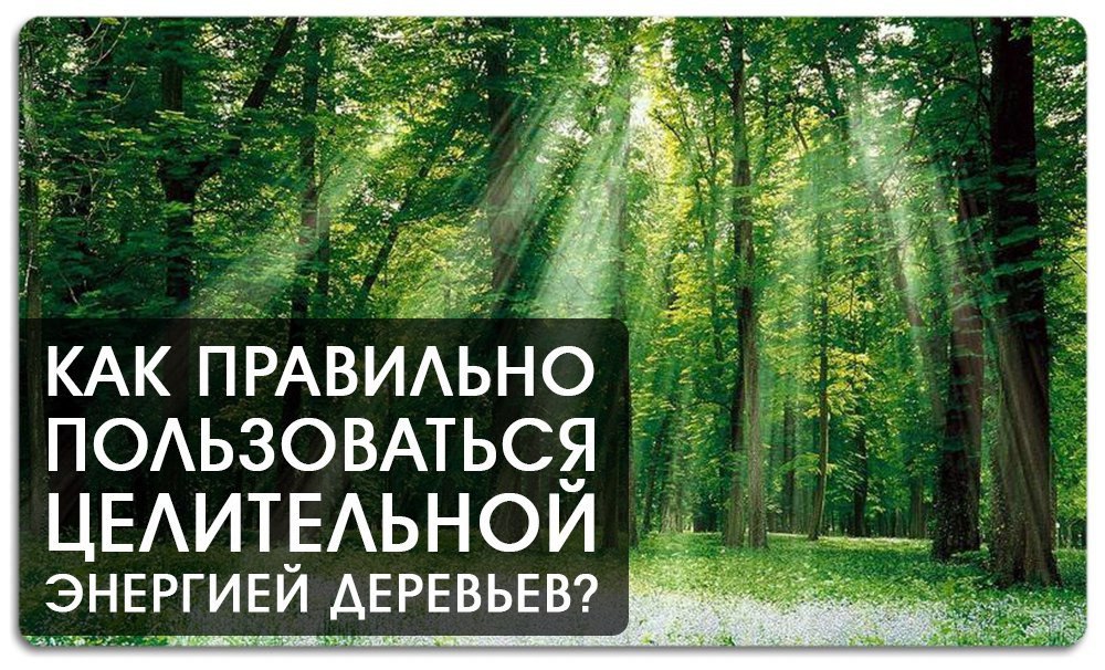 Как правильно пользоваться целительной энергией деревьев? Наибольшей энергией обладают деревья, ...
