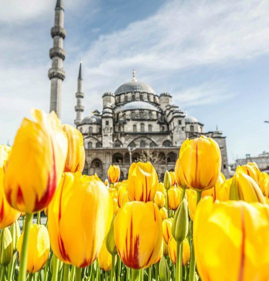        (Istanbul Lale Festivali).     ...