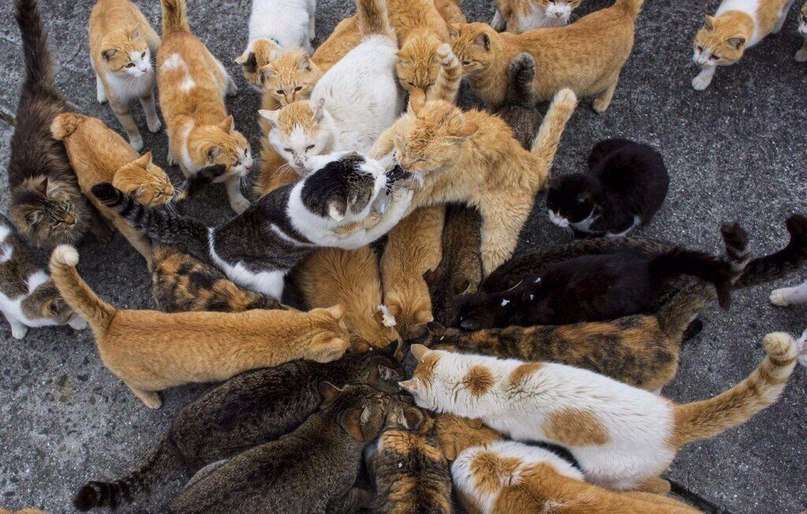 ,   .  (Aoshima)       . ... - 5