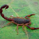  , -, 57  -  17  2017    