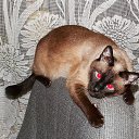 ��������� �� ������� ��������� ������� � ������