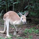      AUSTRALIA, Sydney