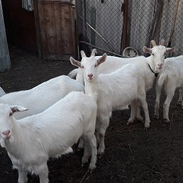 ���� Bay, ���������, 62 ���� - ��������� 9 ������� 2017