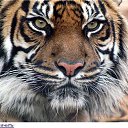 ���� ������, �������, 51 ��� - ��������� 23 ������� 2017