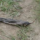  , --, 44  -  20  2016    - 2015