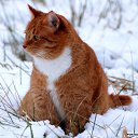 ���� ����, ����������, 52 ���� - ��������� 17 ������ 2016 � ������ ���� ����������