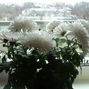  , -, 54  -  3  2016    ۻ