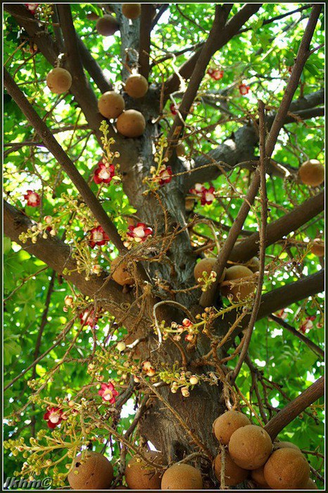 Cannonball Tree -  .         ... - 2