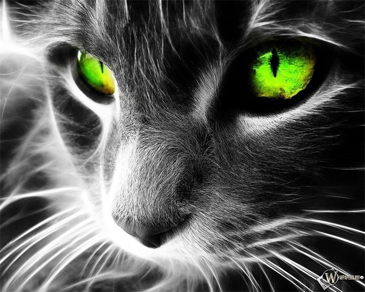 Кошка — магическое животное.Кошка — одно из самых магических животных на земле. Аура ее настолько ...