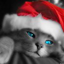���� ������, ������, 52 ���� - ��������� 15 ������� 2016