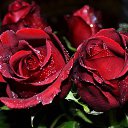 ���� �����, ����� - ��������� 11 �������� 2016 � ������ ������ ��������