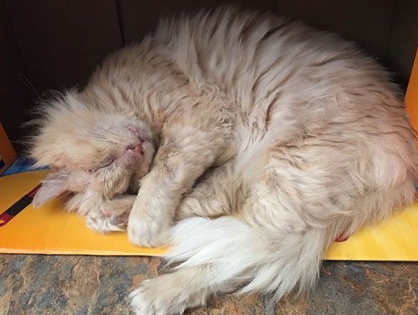 Нелюди намеренно пролили кислоту на морду доверчивого кота, который просто попросил у них еды. Кот ... - 7