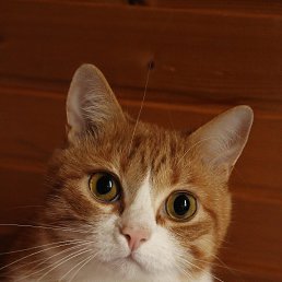 ���� ������, ������ - ��������� 7 ������� 2016