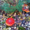 ���� ��������, �����������, 65 ��� - ��������� 25 ������� 2016 � ������ ���� ����������