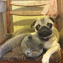 ���� ����@, �����, 46 ��� - ��������� 19 ������ 2017 � ������ ���� ��������