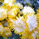 ���� Irina, ����������� - ��������� 23 ������ 2016 � ������ �������� ����