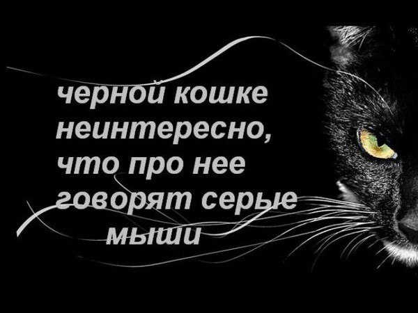 Черные статусы. Высказывания про черную кошку. Черной кошке все равно что о ней думают серые мыши. Цитаты про черную кошку. Афоризмы про черную кошку.