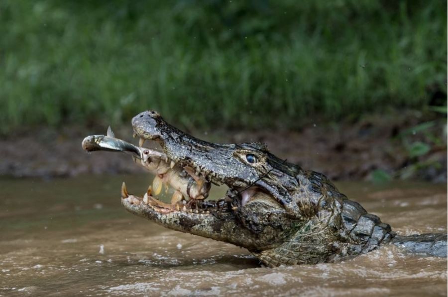  National Geographic Travel Photographer 2016.  ,   ... - 10