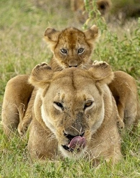 ����� ������� - 14 ������ 2017 � 16:49