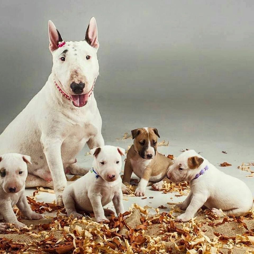 Английский бультерьер. - 3 февраля 2017 в 14:22