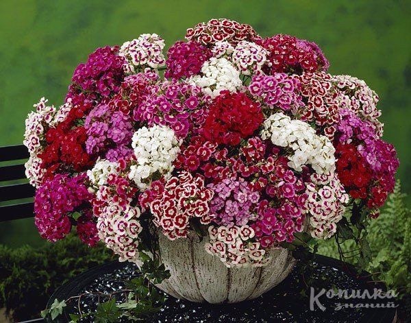  : 9  . 1.      (Dianthus ...