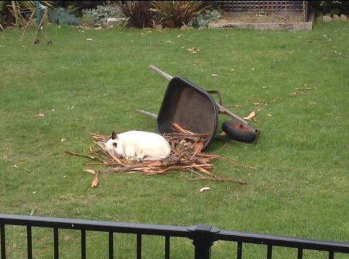 В каких необычных местах спят ваши сиротинки?