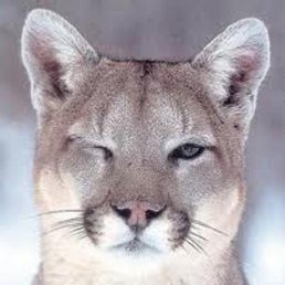 �����, �����-���������